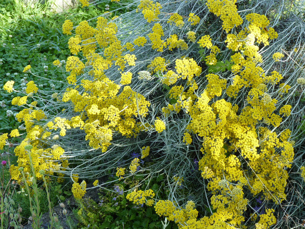 Helichrysum italicum photo